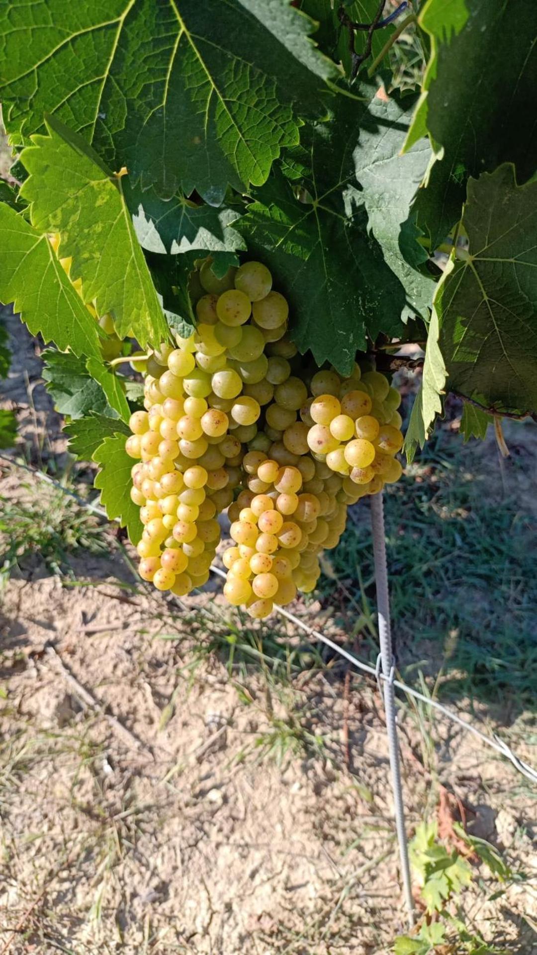 Agriturismo Vecchio Torchio 카넬리 외부 사진